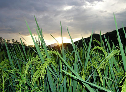 The Sun, hiding behind the hills of Sto. Tomas, Subic, Zambales, bids goodnight to the grain-heavy rice stalks.